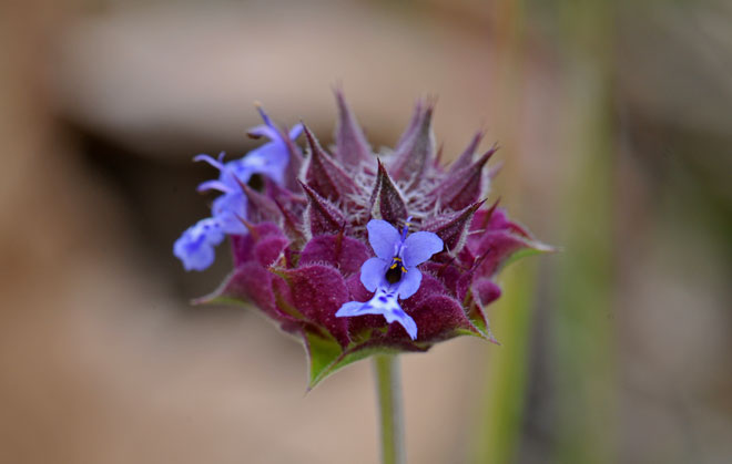 Salvia columbariae, Chia